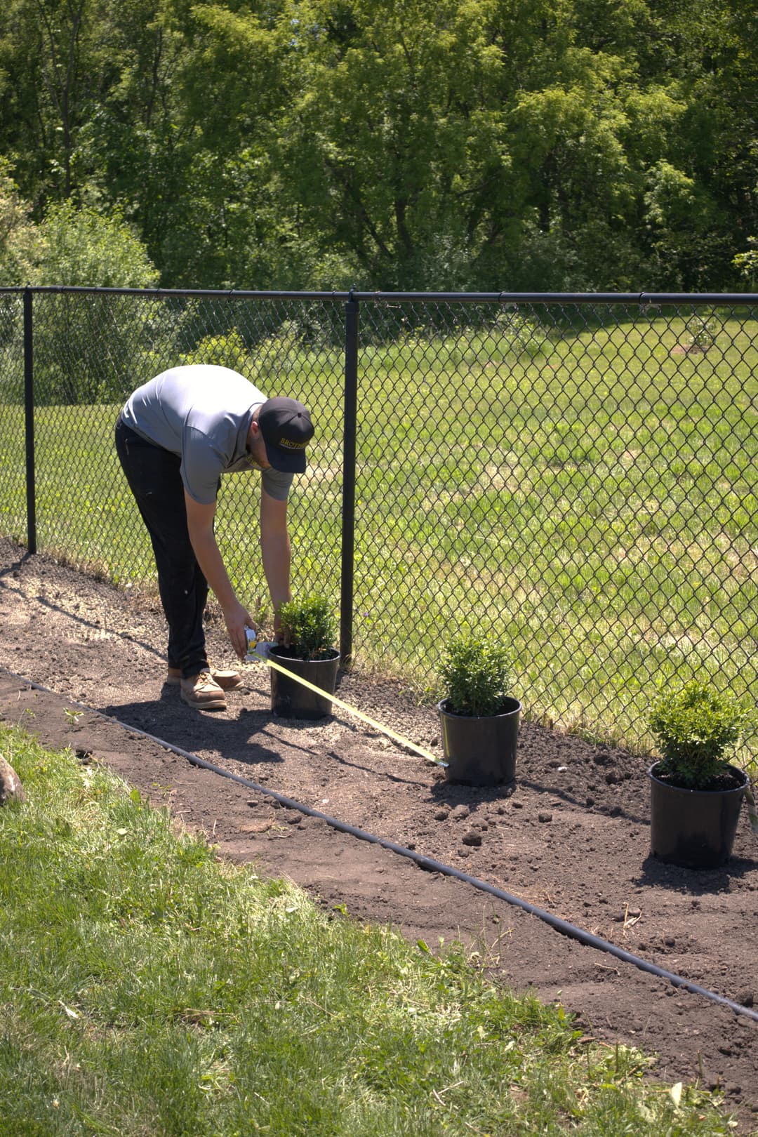 Person measuring distance between plants along a fence in a garden.