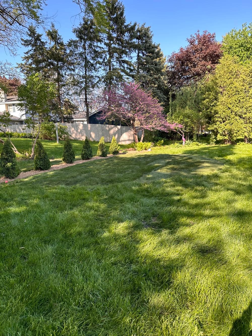 Lush green backyard with trees, shrubs, and a vibrant pink flowering tree under a clear blue sky.