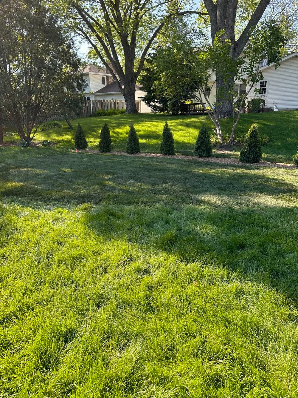 Lush green lawn with neatly trimmed shrubs lined along the back of a residential yard.