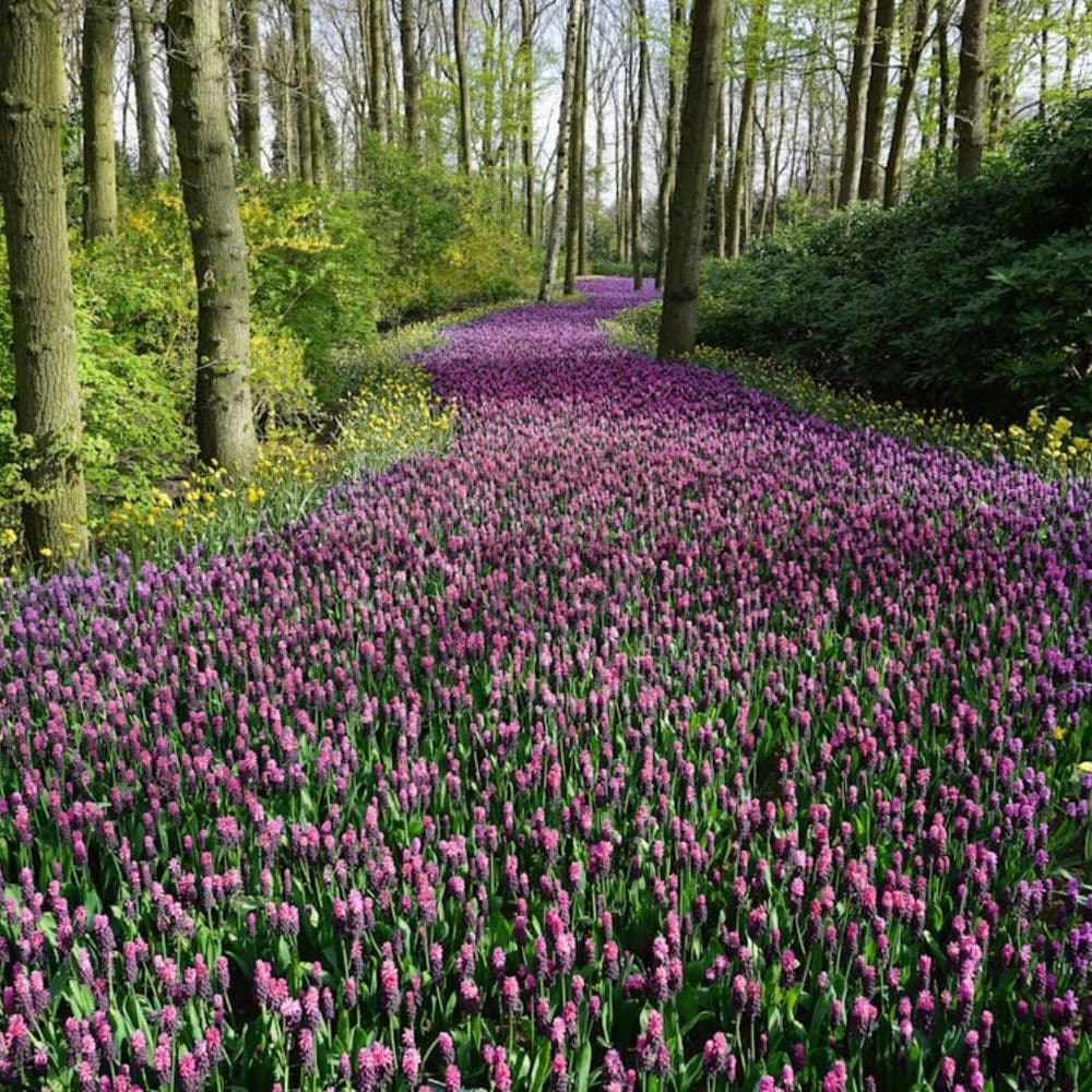 Vibrant purple flowers blooming along a forest pathway in springtime.