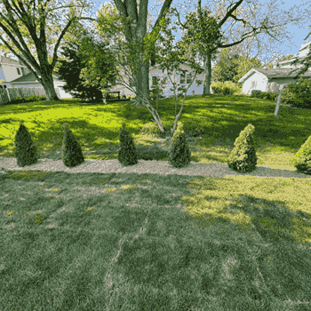 A well-maintained grassy yard featuring soft green grass, ideal for leisure and outdoor gatherings.